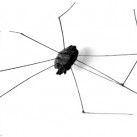 denatura3