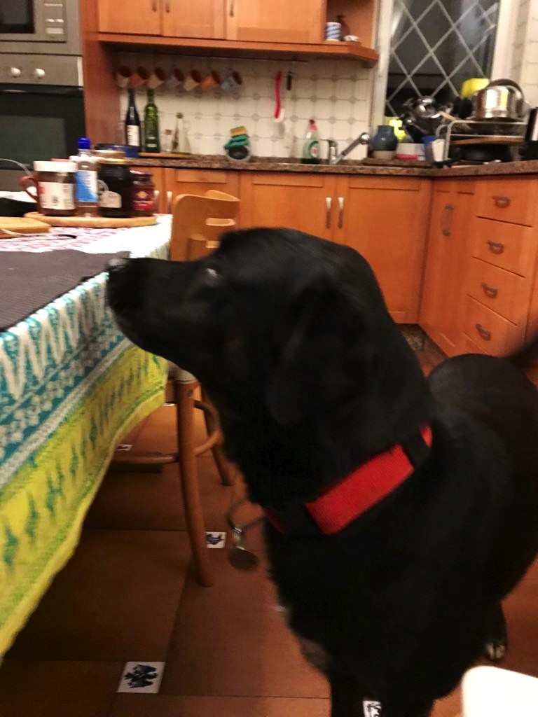 D’Artagnan, l’amato cane di Luis Sepúlveda, osserva la sedia del suo padrone, rimasta vuota, nella cucina di casa