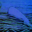 Balena-bianca BLUE 2