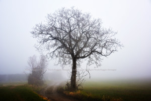 into the fog G3 90x60 web