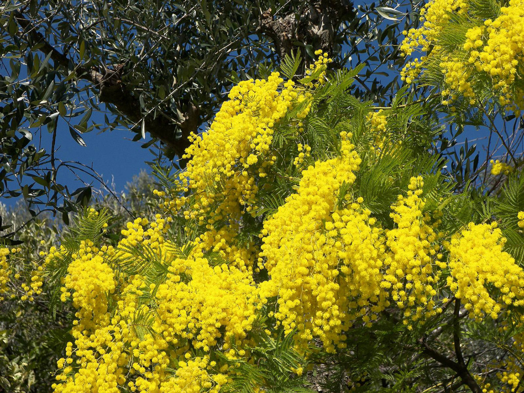 Mimose 1