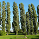 pioppo cipressino-populus nigra var italica SQUARE