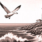 snow-goose-RED rolling